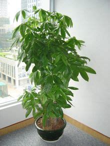 中國洛陽 搖錢樹植物